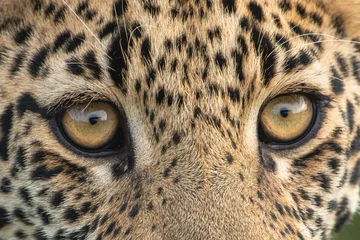 Foto op Plexiglas leopard © Serge