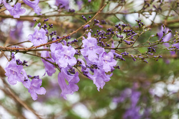 Tree with lilac flowers outdoors, closeup