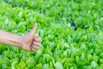 Naklejka na ściany i meble Close up farmer hand in young green lettuce farm