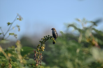 Semillero Brincador (Volatinia jacarina)
