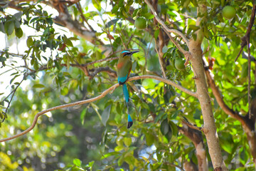 Momoto Cejas Azules (Eumomota superciliosa)