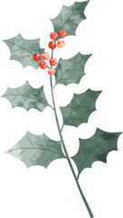 Watercolor holly leaf branch