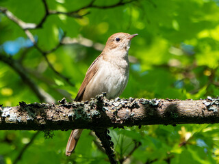 Thrush nightingale singing in the morning 
