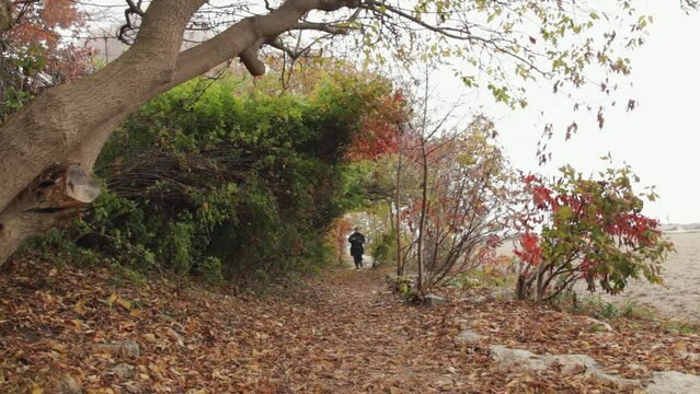 Wide shot of a woman photographer walking and talking photo during fall season. Autumn trees, bushes and fallen leaves with person walking. Outdoor photography.