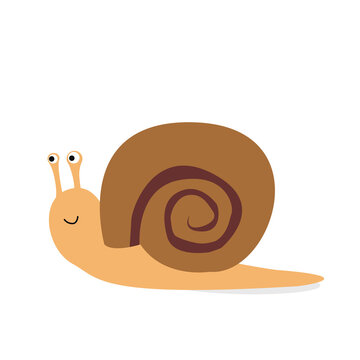 Snail illustration on white background.