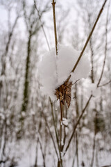 Eiszapfen und Schnee auf einen Laubblatt im Winter im Wald, Winterlandschaft