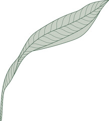 Palm leaf line art