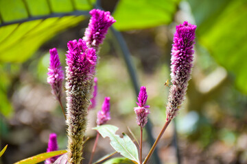 pink cockscomb flower blooming soft blur bokeh light background nature