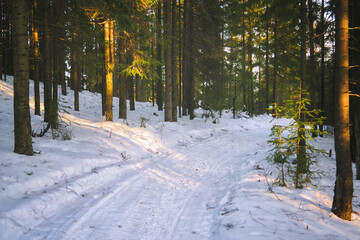 Colorful sunset in the winter forest. Beautiful winter landscape. Sunrise.