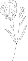 Hand drawn botanical flower line art