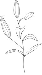 Hand drawn lily flower line art