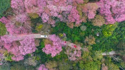 Wandcirkels tuinposter Aerial view road in mountain with pink flower, Mountain winding road with sakura pink flower, Pink cherry blossom tree with road in mountain, Nature landscape in springtime. © Darunrat