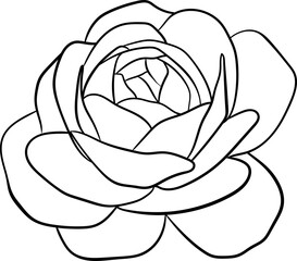 Hand drawn rose flower line art