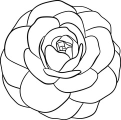 Hand drawn rose flower line art