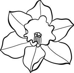 Hand drawn flower line art