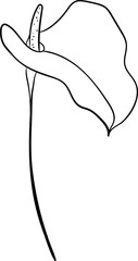 Hand drawn anthurium flower line art