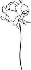 Hand drawn rose flower line art
