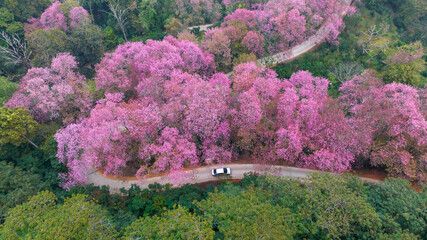 Aerial view road in mountain with pink flower, Mountain winding road with sakura pink flower, Pink cherry blossom tree with road in mountain, Nature landscape in springtime. © Darunrat