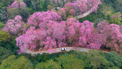 Aerial view road in mountain with pink flower, Mountain winding road with sakura pink flower, Pink...