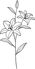 Hand drawn lily flower line art