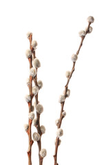 Pussy willow branches isolated on white background