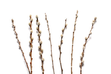 Pussy willow branches isolated on white background - obrazy, fototapety, plakaty