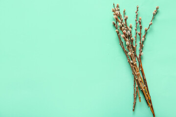 Pussy willow branches on turquoise background