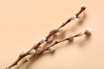 Pussy willow branches on beige background