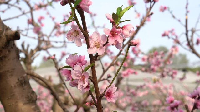 A peach orchard in full bloom