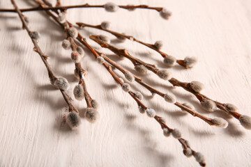 Pussy willow branches on white wooden background