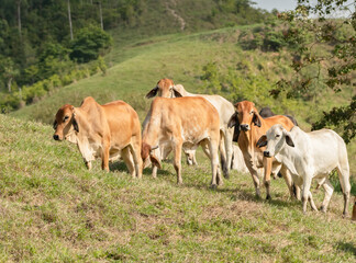 Young herd of Brahman cattle grazing on a hillside in North Queensland, Australia. - obrazy, fototapety, plakaty