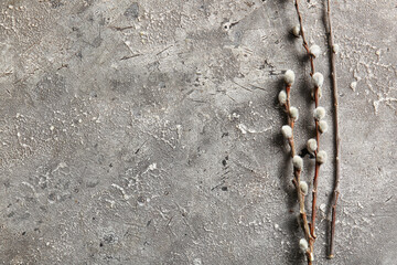 Pussy willow branches on grey grunge background