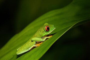 Red-eyed tree frog (Agalychnis callidryas), Beautiful iconic Green frog with red eyes sits on a red leaf in the tropics. Tortuguero National Park, Costa Rica wildlife.