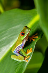 Red-eyed tree frog (Agalychnis callidryas), Beautiful iconic Green frog with red eyes sits on a red leaf in the tropics. Tortuguero National Park, Costa Rica wildlife.