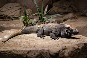 トゲチャクワラ