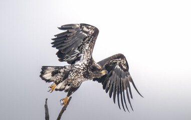 Juvenile Takes Off