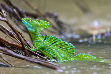 Beautiful green lizzard Plumed green basilisk (Basiliscus plumifrons), sitting on branch in water in rainy tropical day with raindrops. Refugio de Vida Silvestre Cano Negro, Costa Rica wildlife . - obrazy, fototapety, plakaty