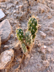 Little Cactus In The Desert