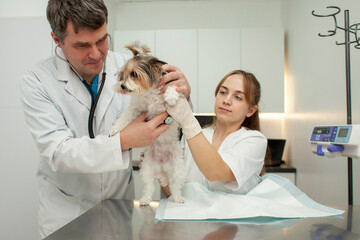 biewer york dog on examination in a veterinary clinic, a veterinarian doctor and a nurse girl check...