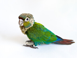 Crimson bellied conure parrot on the white background
