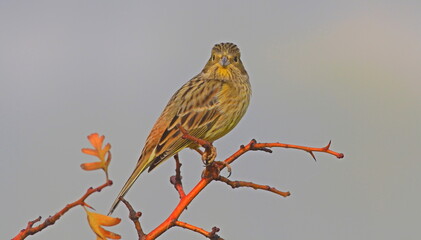 Yellowhammer (Emberiza citrinella) migrates south in Europe and Asia in winter. In the summer it returns to the north.