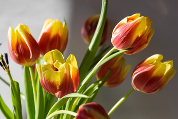 Beautiful white tulips on the white background. Ikebana arrangement, eco trends. For easter decoration at home.