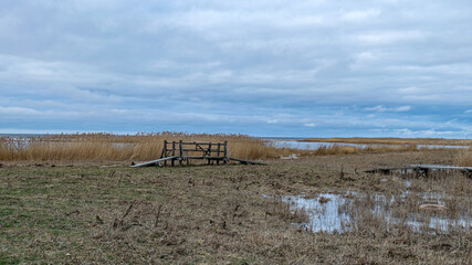 view of wide expanses of reed fields by the sea, seaside reed meadows