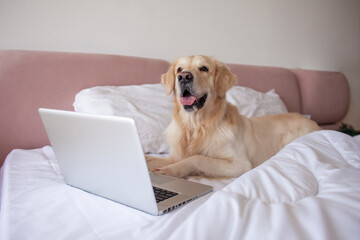 large dog of the golden retriever breed lies at home on the bed uses laptop, the pet looks at the computer