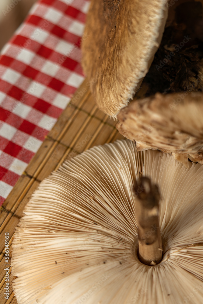 Wall mural Parasol mushroom (Macrolepiota excoriata) in forest