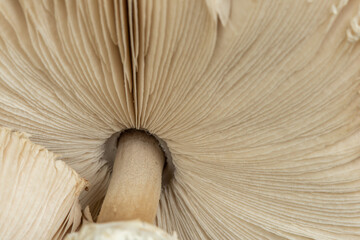 Parasol mushroom  texture (Macrolepiota excoriata) in forest