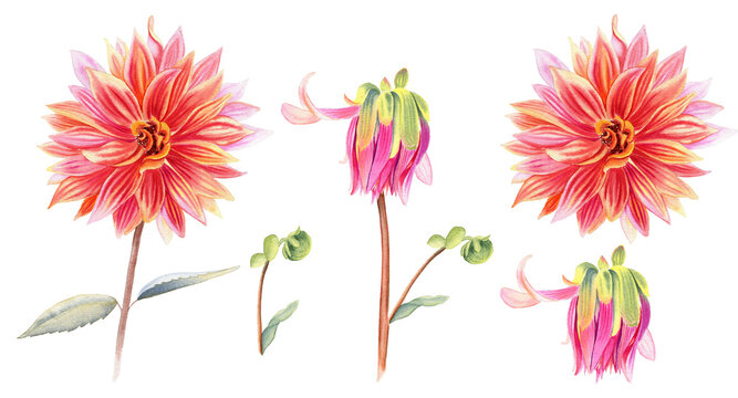  Dahlia flowers watercolor illustration set. Hand drawn realistic stems and flowering heads of the plant. Blooming and not blooming buds clipart.