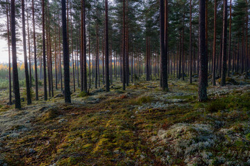 Pine tree forest. Calmness relaxation. Forest therapy and stress relief.