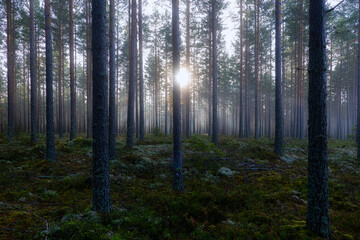 Fototapeta premium Pine tree forest. Calmness relaxation. Forest therapy and stress relief.