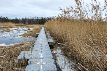 view of wide expanses of reed fields by the sea, seaside reed meadows